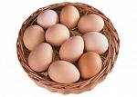 Яйца инкубационные Росс-308