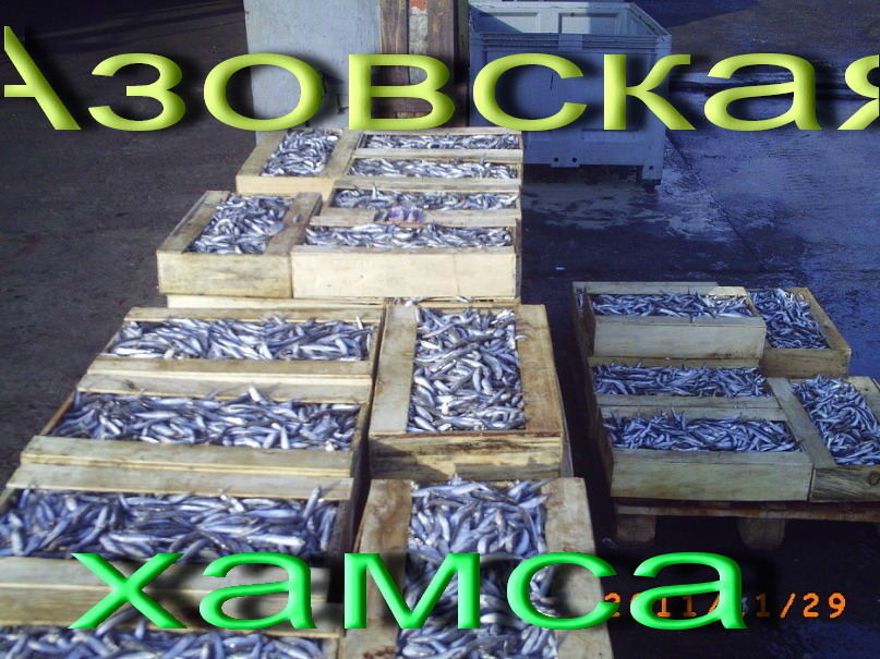 Продажа Азовской и Черноморской хамсы крупным оптом с доставкой во все регионы Украины Киев Одесса Запорожье Харьков Донецк Луганск Днепропетровск Херсон Горловка Тернополь Продажа Азовской и Черноморской хамсы крупным оптом с доставкой во все регионы Украины Киев Одесса Запорожье Харьков Донецк Луганск Днепропетровск Херсон Горловка Тернополь