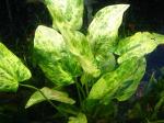 "Эхинодорус сердцевидный ""Тропика - Мраморная королева"" (Echinodorus cordifolius ""Tropica Marble Queen"")"