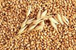Зерно пшеницы Пшеница отборная для проращивания 500гр/12пач ТУ Всем на пользу