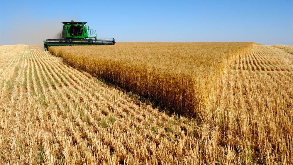 Продажа  пшеницы посевной оптом в Украине.