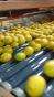 Первоклассные лимоны оптом из Египта.