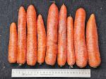 Морковь мытая от производителя
