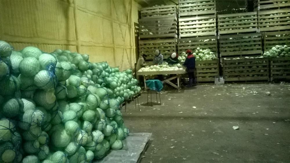 Купить Капусту Оптом В России