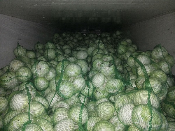 Продаем капусту оптом от 20 тонн с доставкой