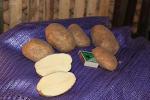 Продаем картофель Невский 5+ 120 тонн