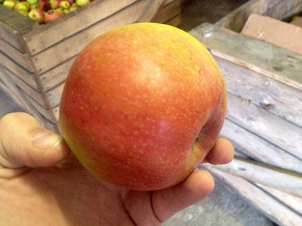 Яблоко из белоруссии от производителя