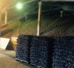 Продаём Экологически чистый картофель сорта "УДАЧА"